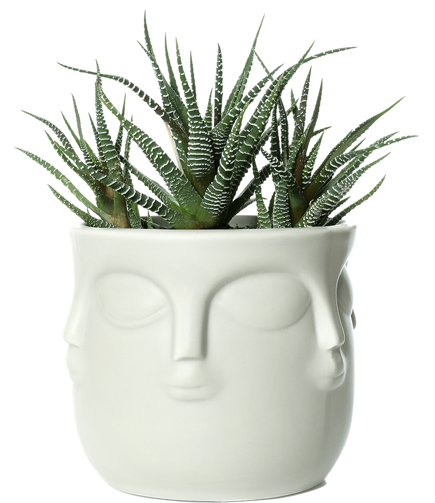 buddha pot with plant isolated on white background ACD2J76