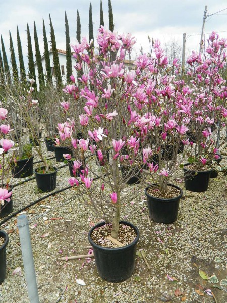 magnolia obovata porpureah 125 150 clt 25 pianta361B