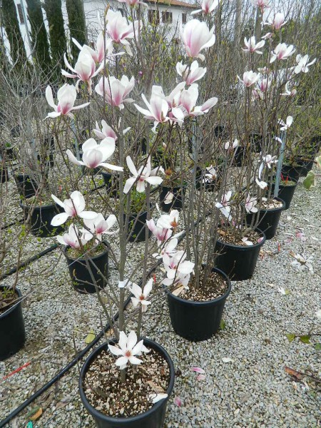 magnolia soulangeanah 125 150 clt 30 pianta360B