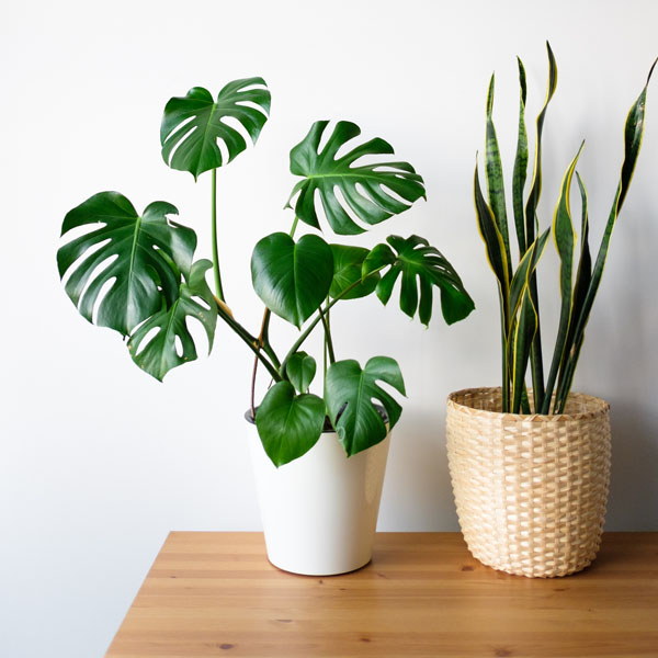 sansevieria and monstera in a modern interior the 24T75LR